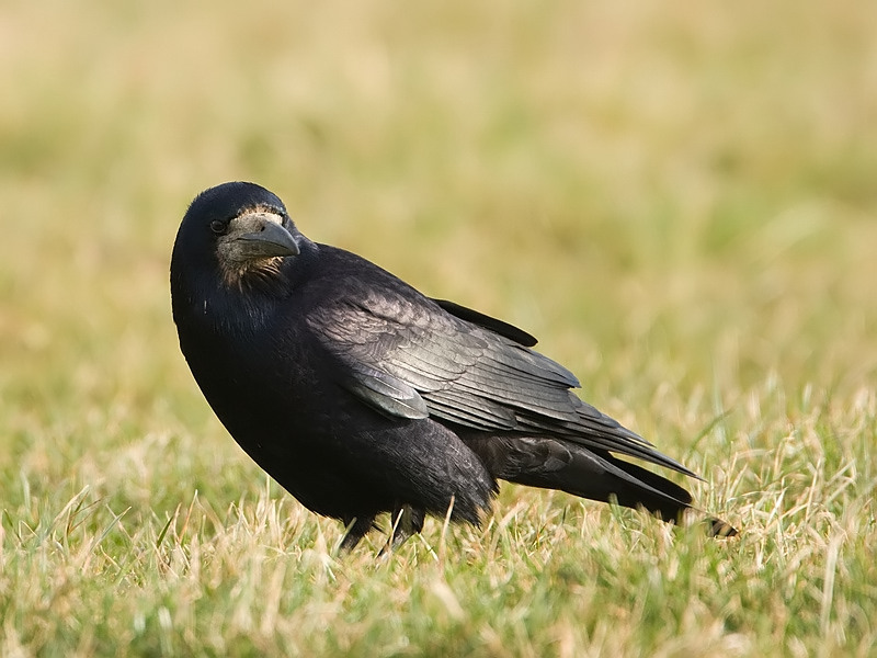 Corvus frugilegus Roek Rook